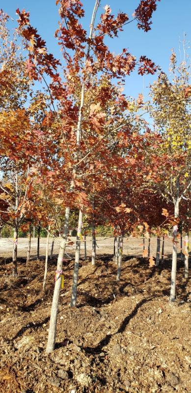 lot 2322 image: Shumard Oak 2.5  caliper balled and burlapped