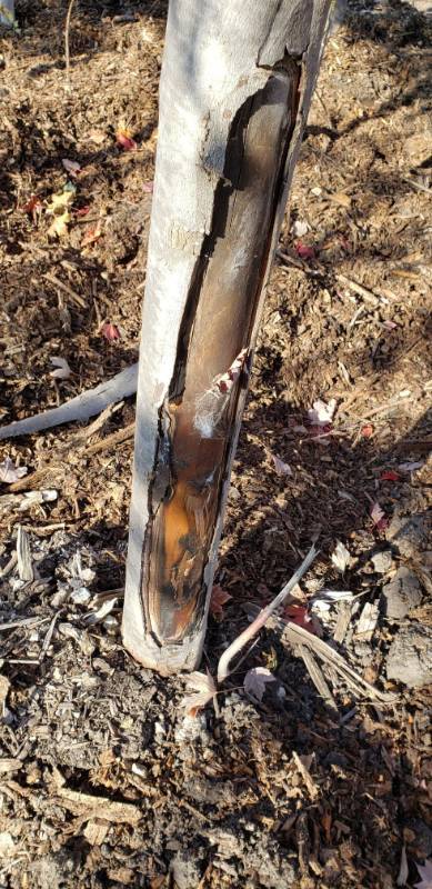 lot 2326 image: Autumn Blaze maple 3  caliper balled and burlapped