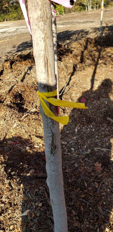 lot 2330 image: Autumn Blaze Maple 2.5  caliper balled and burlapped
