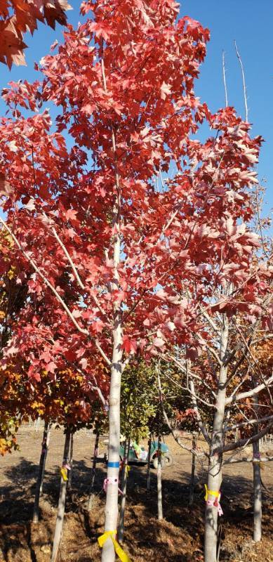 lot 2331 image: Autumn Blaze Maple 2.5  caliper balled and burlapped