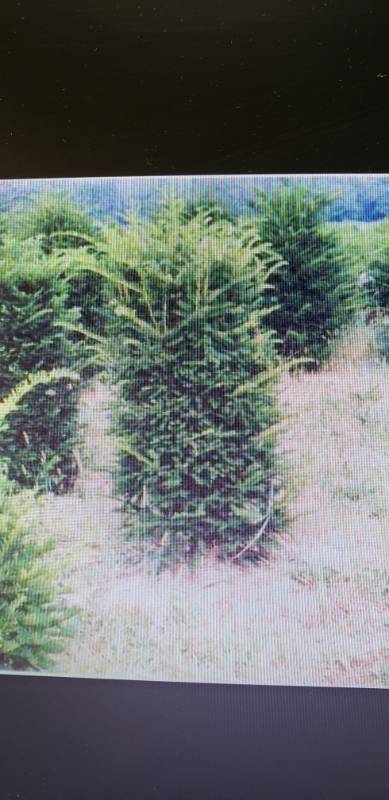 lot 2351 image: Columnar Yew 6 foot balled and burlapped
