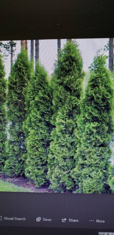 lot 2352 image: Holmstrup Arborvitae 12 foot balled and burlapped