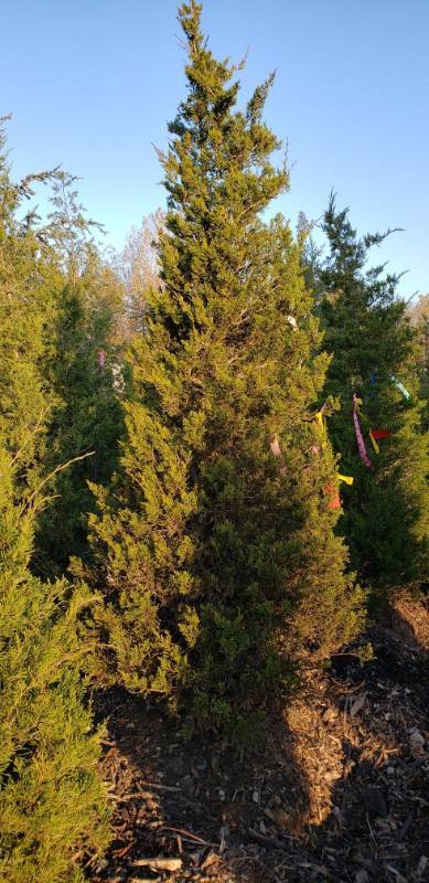 lot 2355 image: Eastern Redcedar (Juniper virginiana) 7 foot balled and burlapped