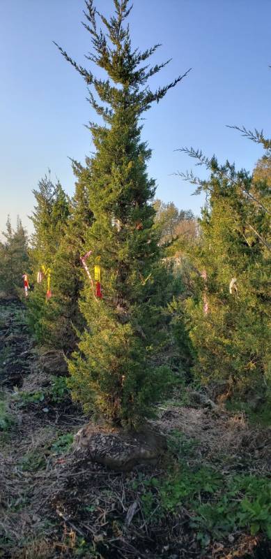 lot 2359 image: Admiral Juniper (J. chinensis) 8 foot balled and burlapped