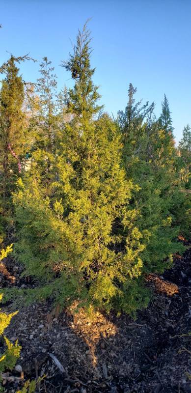 lot 2361 image: Chinese Juniper (J. Keteleeri) 8 foot balled and burlapped
