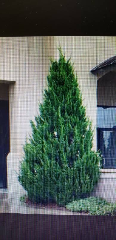 lot 2365 image: Chinese Juniper (J. Perfecta) 8 foot balled and burlapped