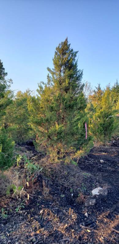 lot 2366 image: Canaerti Juniper (J. Virginiana) 8 foot balled and burlapped