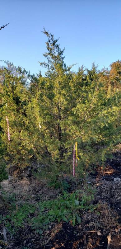 lot 2367 image: Eastern Redcedar (J. Virginiana) 8 foot balled and burlapped