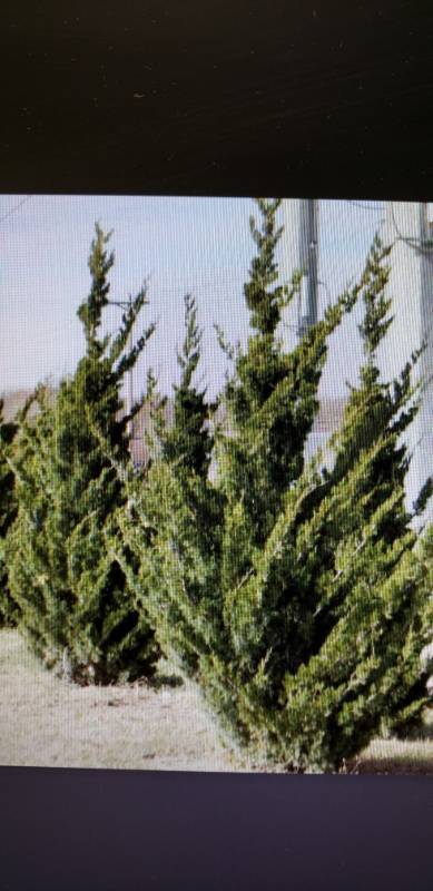 lot 2377 image: Canaerti Juniper (J. Canaerti ) 6 foot balled and burlapped
