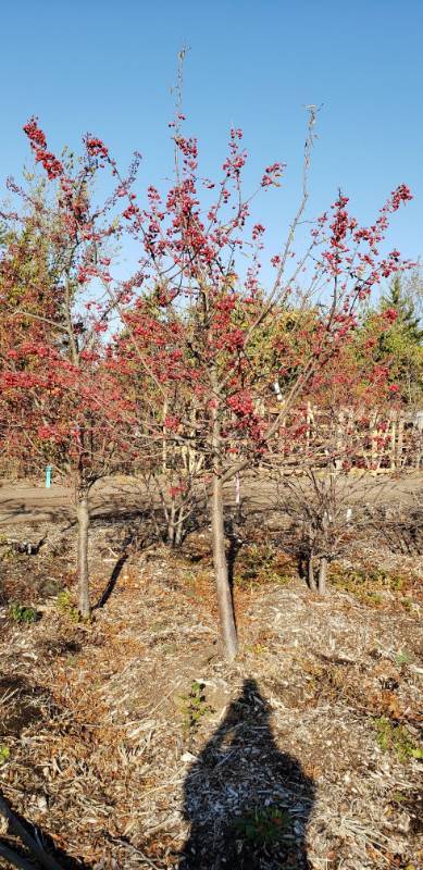 lot 2380 image: Sugartyme Crabapple 3   caliper balled and burlapped