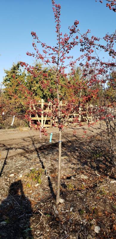 lot 2381 image: Sugar Tyme crabapple 2   caliper balled and burlapped