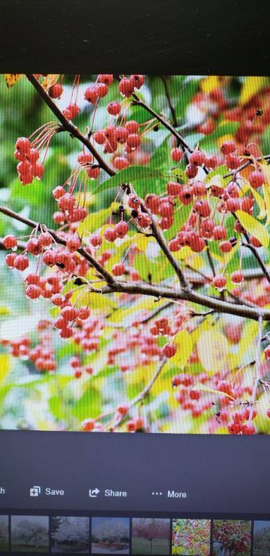 lot 2384 image: Donald Wyman Crabapple 2.5   balled and burlapped