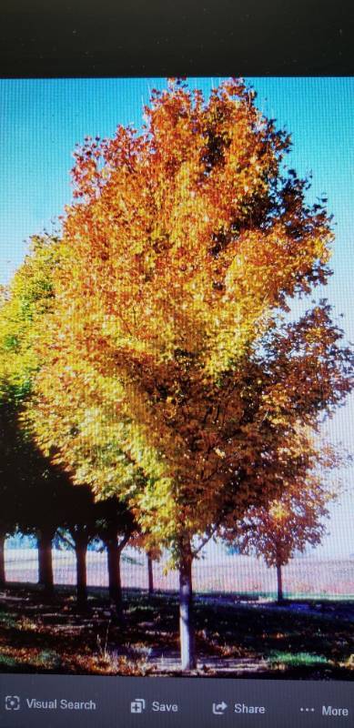 lot 2391 image: Green Mountain Sugar Maple 1.75  caliper balled and burlapped