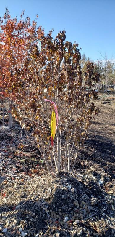 lot 2553 image: Golden Glory Dogwood 4 foot balled and burlapped tree