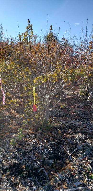 lot 2556 image: Bottle brush Buckeye balled and burlapped 6 foot clump