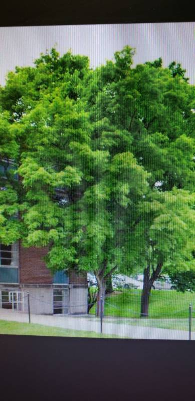 lot 2557 image: Trident Maple 3 inch caliper balled and burlapped