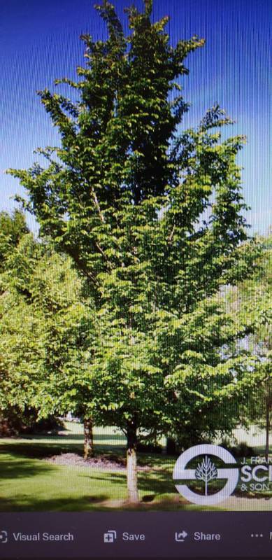 lot 2565 image: Emerald Sunshine Elm 4 inch caliper balled and burlapped