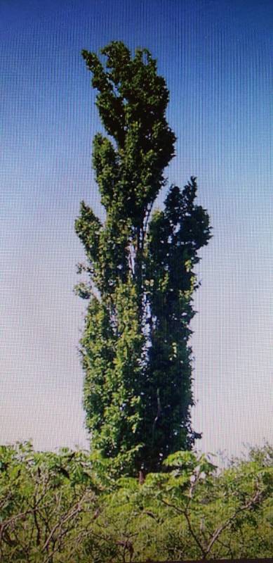 lot 2571 image: Prairie Sentinel Hackberry 3.5 inch balled and burlapped