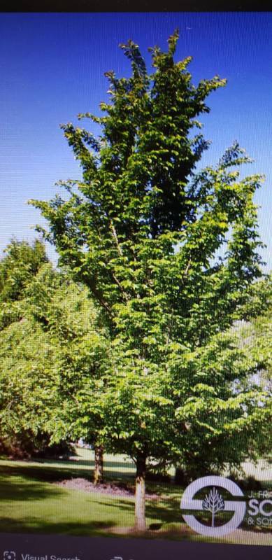 lot 2575 image: Emerald Sunshine Elm 4 inch balled and burlapped