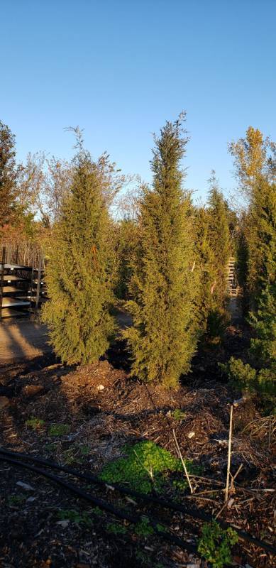 lot 2375 image: Taylor Juniper 8 foot balled and burlapped