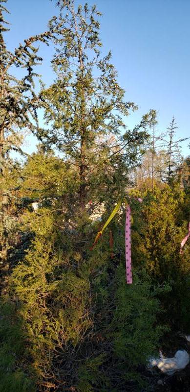 lot 2577 image: Chinese Juniper (J. Spartan) 10 foot balled and burlapped