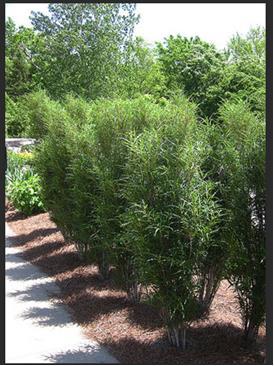 lot 1995 image: Columnar Buckthorn 5 gallon container