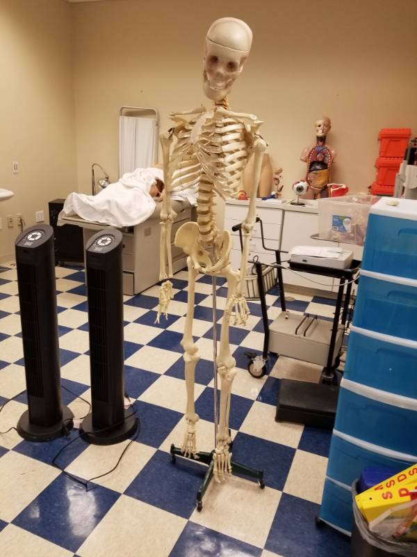 lot 3728 image: Display Skeleton