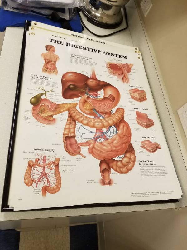 lot 3742 image: Anatomy Posters