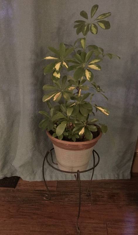 lot 1029 image: Palm Type Plant with planter and metal plant stand