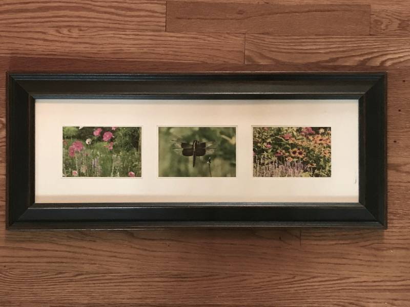 lot 1227 image: Framed Nature Photographs