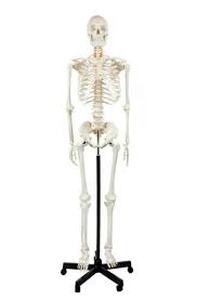 lot 1998 image: Axis Scientific Anatomical Models Lifesize Male Human Skeleton 5 3