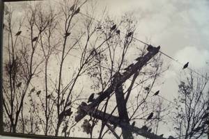 lot 6014 image: Very Cool Black Bird Picture wframe