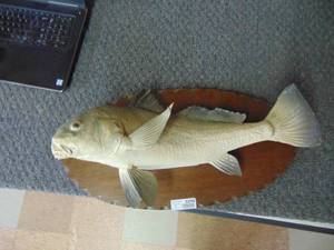 lot 3299 image: Fish Taxidermy Mount