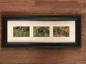 lot 2433 image: Framed Nature Photographs