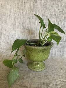 lot 2965 image: Ceramic Planter with plant