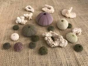 lot 2974 image: Collection of Urchin Shells and Coral pieces