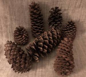 lot 3067 image: Really Big Pinecones