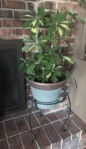 lot 1125 image: Plant with Plant Stand