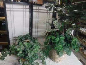 lot 12495 image: Baskets with plants you can not kill
