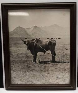 lot 89 image: Photo of a Bull in Old Frame