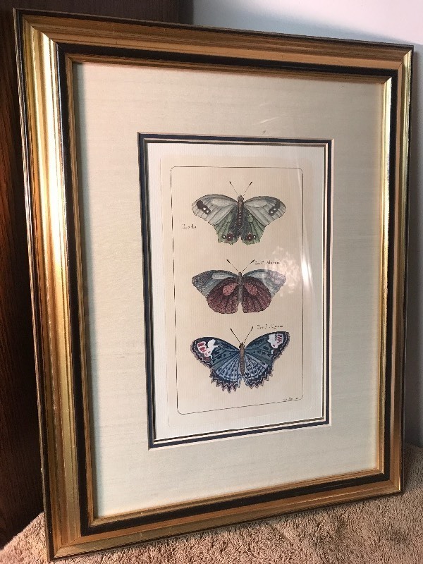 lot 479 image: Beautifully framed Decour picture of butterflies very colorful beautiful picture