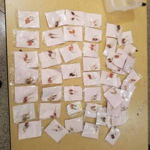 lot 2101 image: assorted earrings - approximately 50