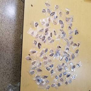 lot 2210 image: approximately 100 polished Stone pendants - assorted sizes and colors