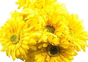 lot 22817 image: Craftmore White With Yellow Colored Gerbera Daisy Stems 14 Inch Set Of 12