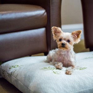 lot 23556 image: Wag and Wiggle Hypoallergenic Orthopedic Bamboo Pet Bed