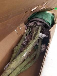 lot 3866 image: Fake Plant