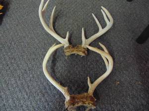 lot 5411 image: 2 Deer Racks