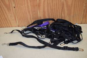 lot 436 image: 18 Dog Seatbelts