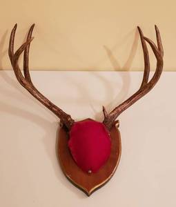 lot 4169 image: Deer Antler Mount - 6 point - 19 in. wide