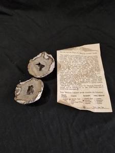 lot 7538 image: Mexican Coconut Geode w COA